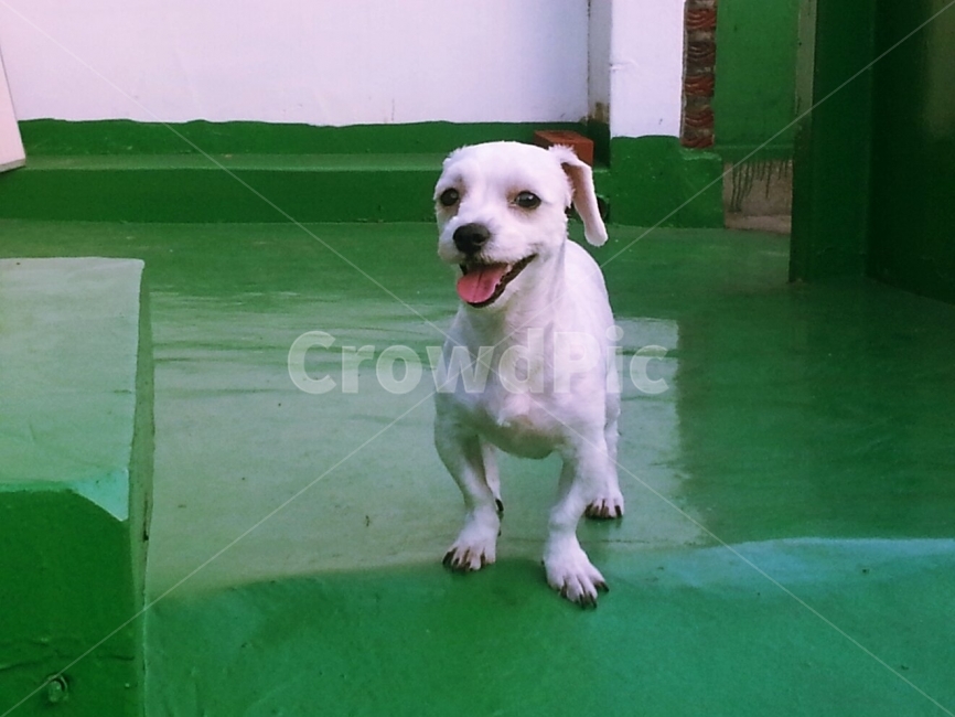 동물,애견,강아지,귀여움,즐거움,동물,animal,포유류,mammal,개,강아지,dog,doggy
