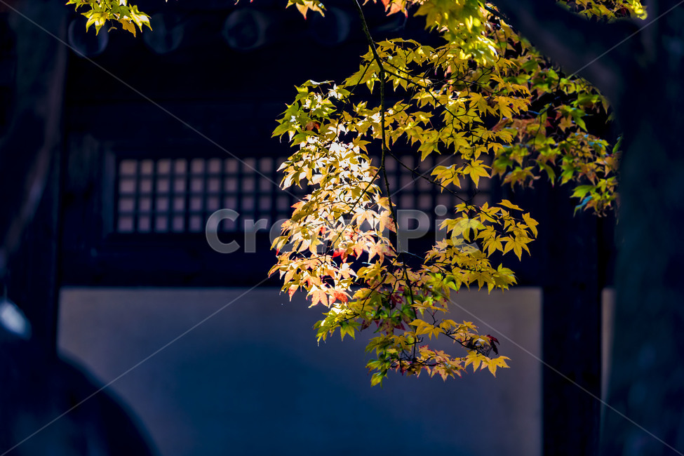 전통가옥,전통건축물,한옥,가을,단풍,한국의미,가을,계절,fall,autumn,season,한국전통,한국문화,korean traditional,korean culture,plant,식물,leaf,잎,tree,나무