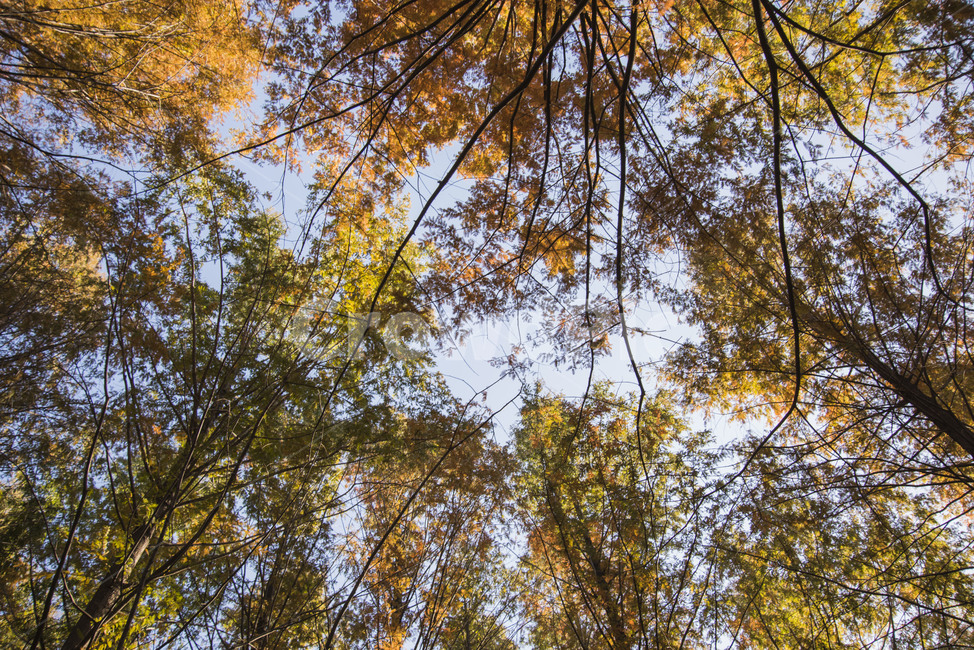 가을,나무,낙엽,숲,쓸쓸,고독,울창,가을,계절,fall,autumn,season,식물,자연,plants,nature,나무,trees,wood,tree,plant
