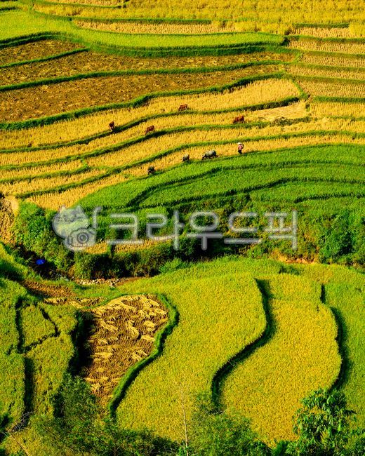 rice terraces,Rural,rice paddy,nature,countryside,stairs,attic rice field,vietnam,tourism,autumn,rice