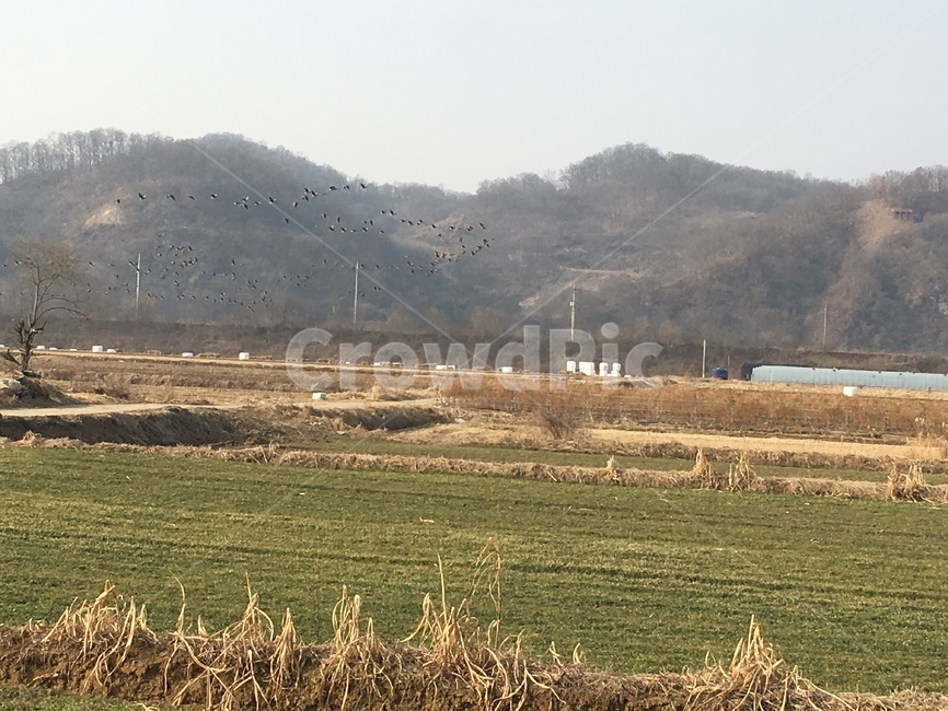 철새,시골,시골밭,밭,풍경,겨울,자연,풍경,nature,landscape,outdoors,옥외