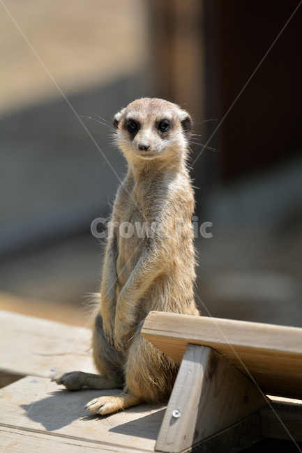 미어캣,동물원,동물,포유류,야생,귀여움,털,시선,동물,animal,포유류,mammal