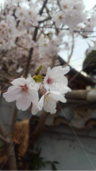 꽃,flower,근접,생화,야생화