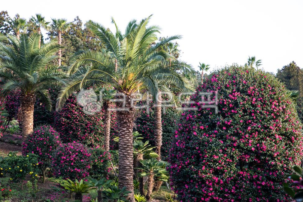 동백꽃,겨울꽃,꽃,겨울에피는꽃,나무,숲,식물,정원,꽃들,감성,camellia,winterflower,flower,flowersbloominginwinter,tree,plant,forest,garden,emotion,bolssom,야자수,palmtree,아레카과,arecaceae,아름다운,beautiful,제주도,jejulsland,제주도풍경,jejulslandscenery
