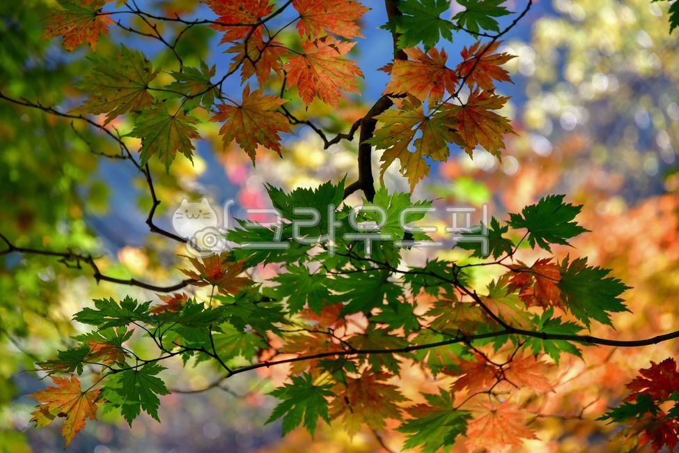 가을, 단풍, mapleleaf, 단풍잎, maple, 사진,이미지,일러스트,캘리그라피 - 033작가