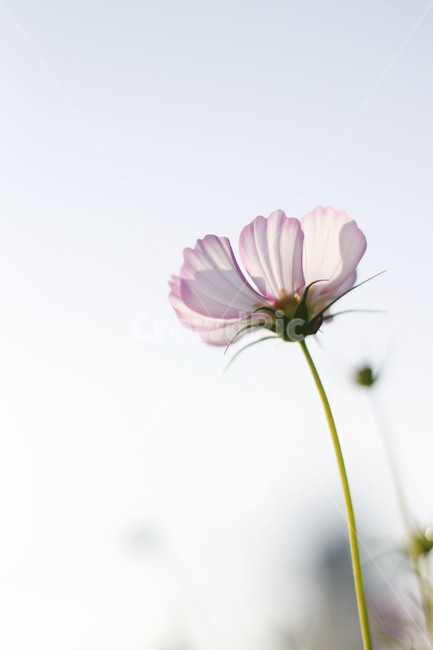 plant,식물,꽃,flower,cosmos,코스모스,가을,계절,fall,autumn,season,식물,자연,plants,nature,꽃,flower,blossom,daisy,데이지,daisies