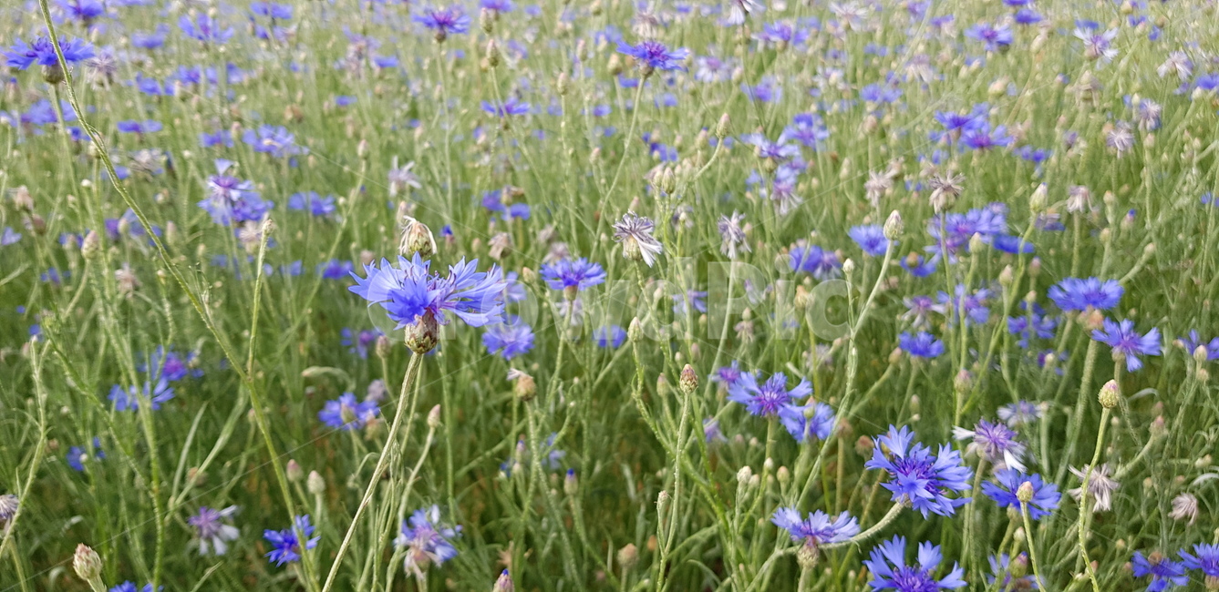 여름,꽃,들꽃,감서,꽃밭,식물,자연,plants,nature,꽃,flower