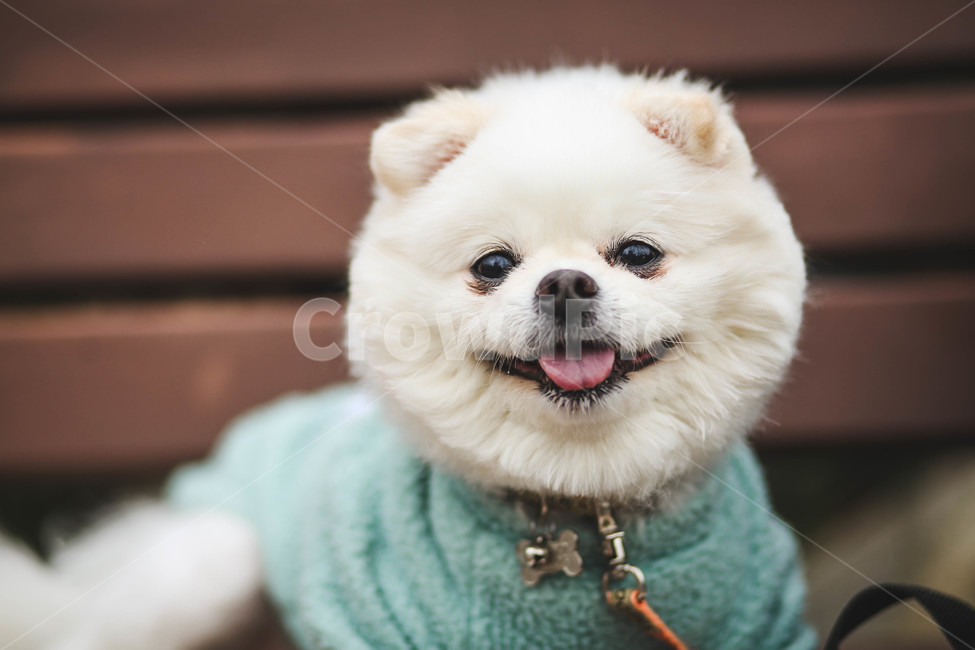 강아지,애완견,산책,웃는강아지,반려견