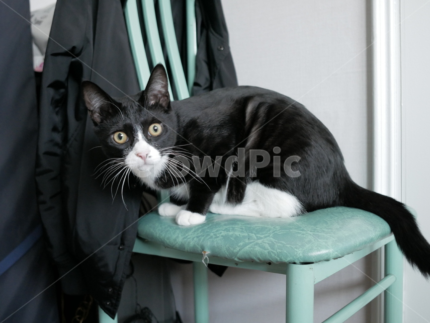 고양이,개냥이,아기고양이,귀여운,동물,동물,animal,포유류,mammal,고양이,cat,kitten,kitty