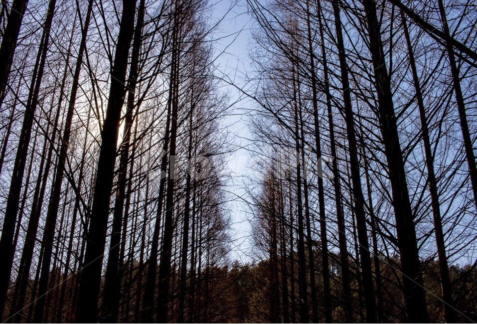 하늘길,메타세콰이어,공원,나무,하늘,자연,풍경,nature,landscape,light,빛,flare,플레어,tree,plant,식물