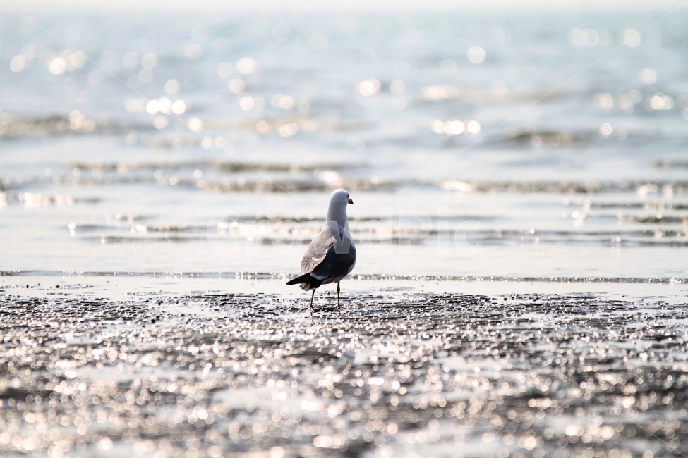 갈매기,바다풍경,갯벌,서해,자연,감성사진,해변,바다,beach,sea,동물,animal,조류,새,birds,휴식,힐링,rest,relaxation,healing