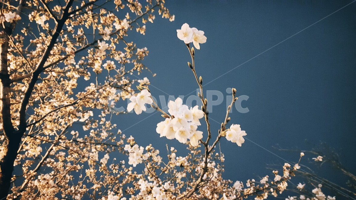 벚꽃,봄,꽃,분위기,벚나무,봄,계절,spring,season,plant,식물,blossom,flower