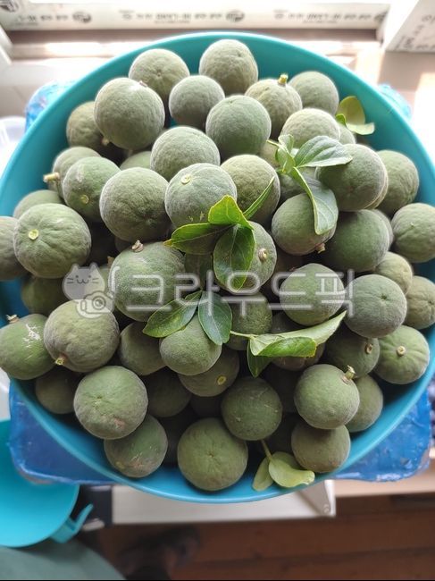 탱자가시,탱자나무열매,탱자수확,탱자꽃,탱자열매사용처