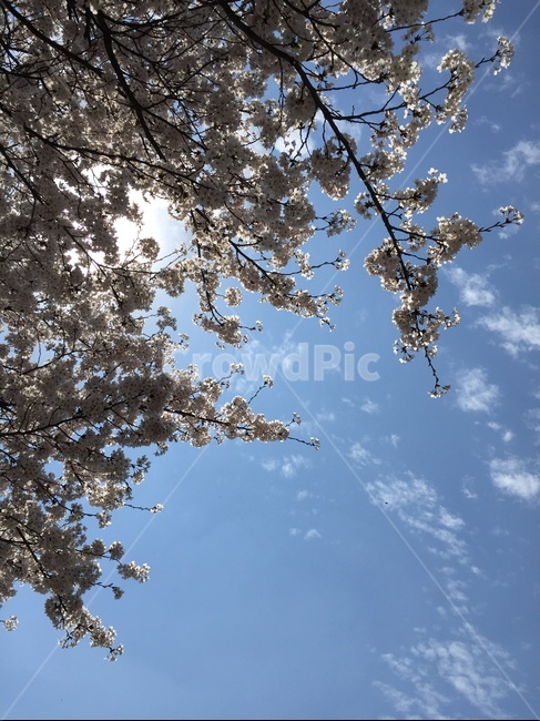 벚꽃,벚나무,하늘,구름,햇빛,맑음,파랑,상쾌