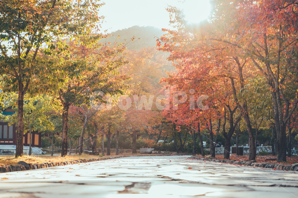 가을,나무,단풍,낙엽,풍경,감성,가을,계절,fall,autumn,season,자연,풍경,nature,landscape,tree,plant,식물,maple