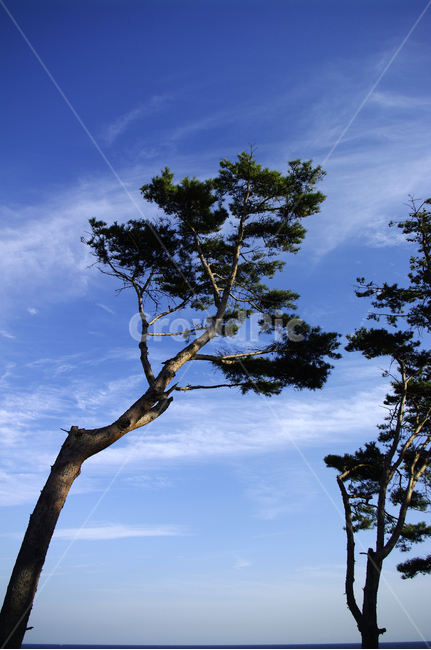 나무,식물,plant,하늘,소나무,식물,자연,plants,nature,나무,trees,wood