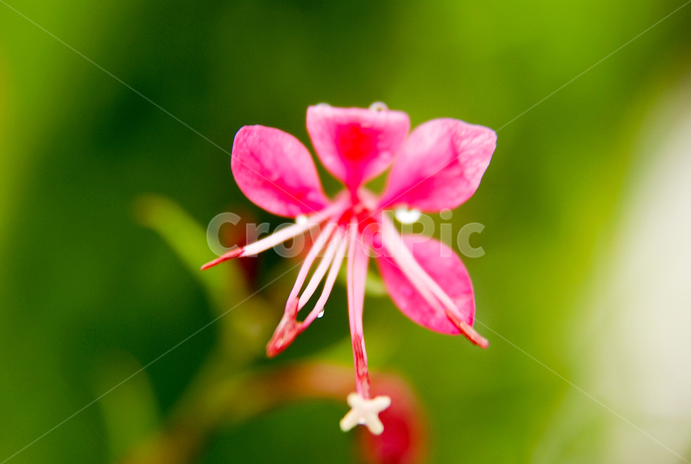 꽃,여름,접사,아름다운,분홍하늘꽃,식물,자연,plants,nature,꽃,flower