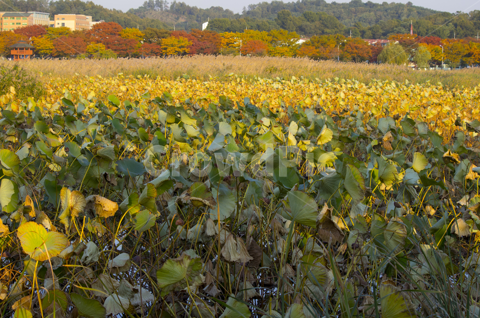연잎,가을,연,호수,연못,nature,season,풍경,경치