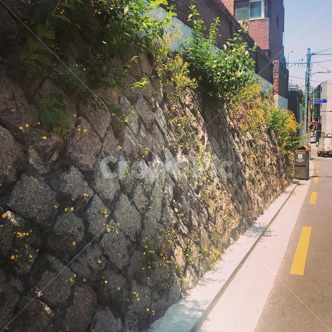 들꽃,작은꽃,노란꽃,벽돌담,돌담,돌담길