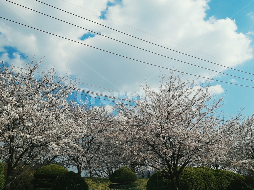 벚꽃,꽃,꽃나무,봄,봄꽃,flower,spring,하늘,sky