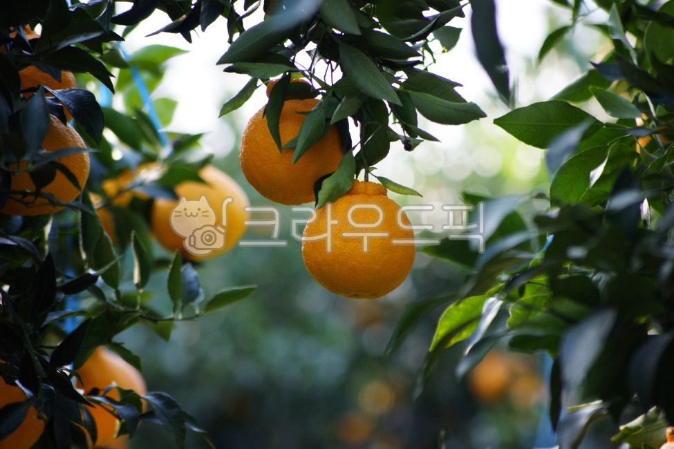 한라봉,귤,감귤,귤밭,감귤류,귤나무,열매,과일,과수원,농장,특산물,특산품,신선한,제주감귤,나무,감귤나무,실외,야외,자연,농작물,재배,농업,싱싱한,탐스러운,주황색,식물,tangerine,citrus,tangerinefield,fruit,orchard,farm,specialproduct,ripe,grow,cultivate,jejutangerine,tree,tangerinetree,outdoor,nature,crop,cultivated,fresh,orange,plant