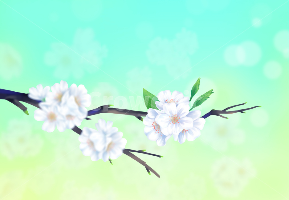 벚꽃,봄,나무,여름,하얀,꽃잎,잎,사쿠라,벚꽃일러스트,일러스트,꽃일러스트,체리,분기,시즌,4월,풍경,아름다운,아름다움,꽃이만발한,식물학,꽃봉오리,장식,디자인,꽃,신선한,정원,원예,일본,동양식물,낭만,환경,꽃정원,매크로,자연,식물,계절,꽃놀이,벚꽃구경,벚꽃축제,만발,만발한,흐드러진,컨셉,벚꽃세상,벚꽃놀이,꽃풍경,자연경치,설렘,예쁜,배경,따스한배경,컬러,cherryblossom,spring,cherry,blossom,nature,flower,tree,background,beautiful,white,season,bloom,plant,beauty,natural,petal,fresh,flora,botany,april,blossoming,springtime,flowers,landscape,cherryillustration,illustration,flowerillustration,color,gardening,orientalplants,romantic,plants,macro,seasons,cherryblossomviewing,cherryblossomworld,flowerscenery,naturalscenery,flutter,pretty,warmbackground,japaneseflower,화사한,연초록,그러데이션,연두색,파스텔,푸른,햇살,클로즈업,잔디,따뜻한,빛,줄기,화창한,초원,청명한,bright,gradation,lightgreen,pastel,blue,closeup,grass,warm,light,stem,sunny,meadow,clear