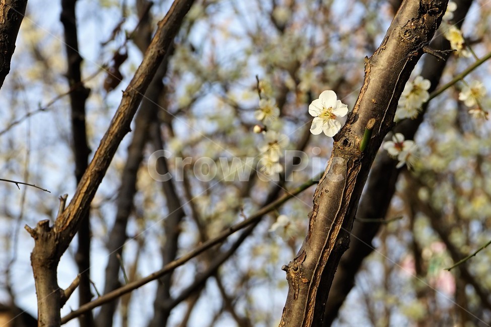 봄,개화,자연,흰색,꽃,spring,blossom,nature,white,식물,자연,plants,nature,꽃,flower