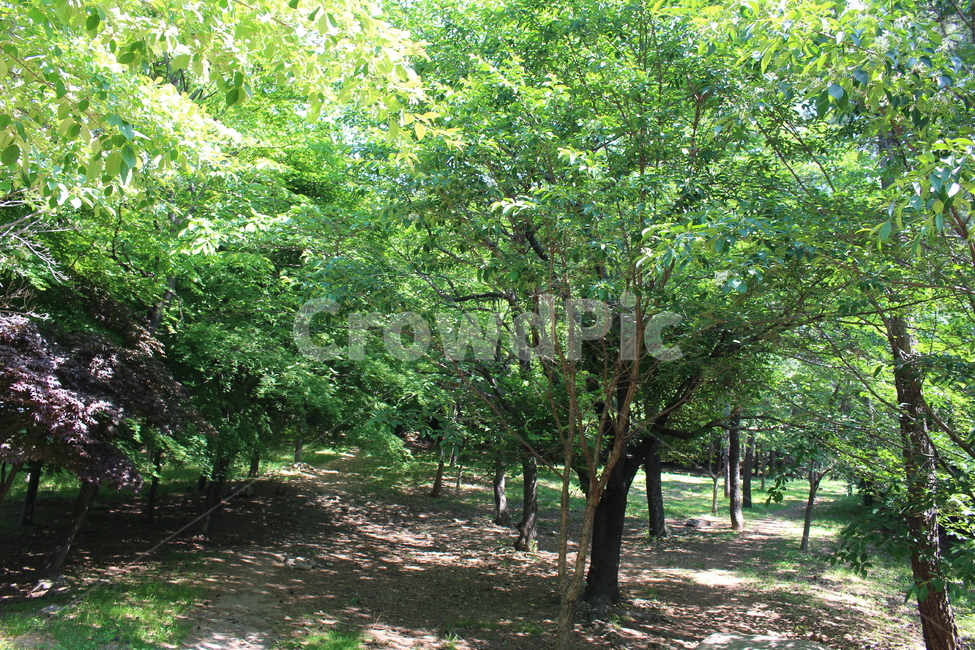 산,자연,숲,등산,산책로,풍경,길,나무,풀