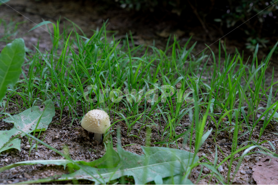 잔디,버섯,흙,잡초,새벽,그늘,식물,자연,plants,nature