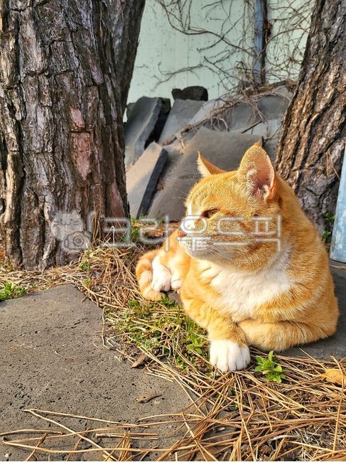 고양이,반려동물,길냥이,반려묘,애완동물,아침,햇살,힐링,동물,animal,cat,pet,휴식,포유류