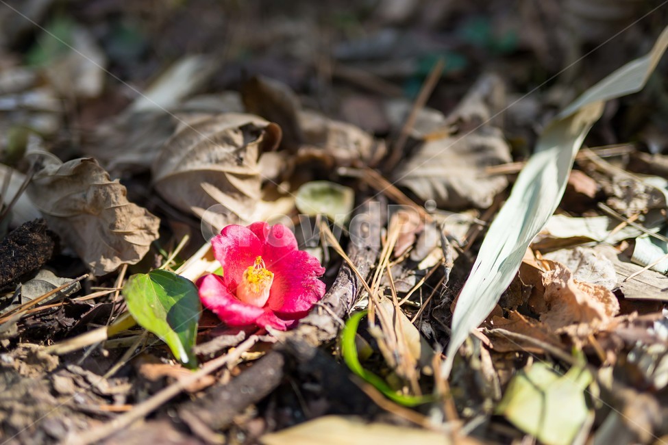 감성,꽃,낙화,flower,일상,식물,자연,plants,nature,꽃,flower,감성,sensible,feeling