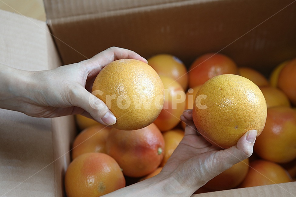 자몽,과일,과일사진,grapefruit,레드자몽,음식,식재료,요리,food,cook,meal,dishes,food reserves,과일,열매,fruit