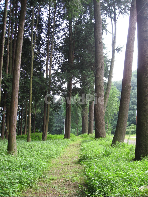 tree,나무,plant,treetrunk,자연,길