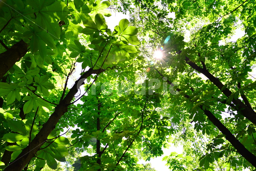 숲,녹색,힐링,그린,초록,healing,green,forest,plant,leaves,5월,6월,풍경,자연,엽록소,산소,울창한,그늘,나뭇잎,잎새,나무,줄기,싱그러운,청정,공기,에어,air,clean,무공해,햇살,햇빛,활엽수,숲속,자연,풍경,nature,landscape,식물,plants,나무,trees,wood,leaf,잎,sunlight,tree