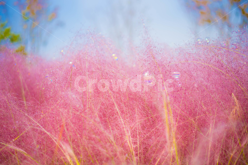 핑크뮬리,꽃,분홍꽃,갈대,핑크갈대,가을,계절,fall,autumn,season,색깔,색상,색채,색감,color sense,color sensitivity,feeling of color