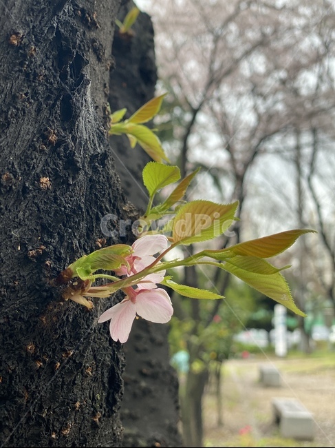 cherryblossom,자연,봄,plant,식물,tree,나무,꽃,나무줄기,벚꽃새순