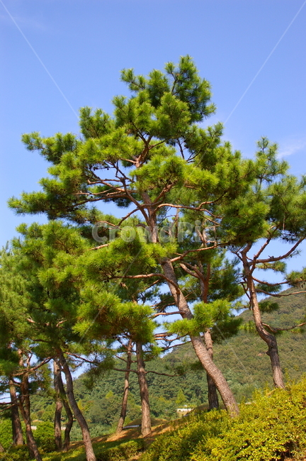 나무,식물,tree,plant,야외