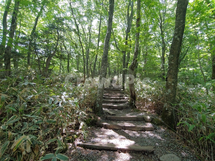 산길,나무,숲,숲길,숲속,green,woods,plant,식물,자연,nature,환경,environment,신선한,fresh,trees