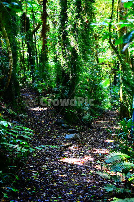 두갈래길,숲속,산책길,나무,열대우림,밀림,자연,초목,vegetation,plant,land,tree,rainforest,nature,outdoors,jungle