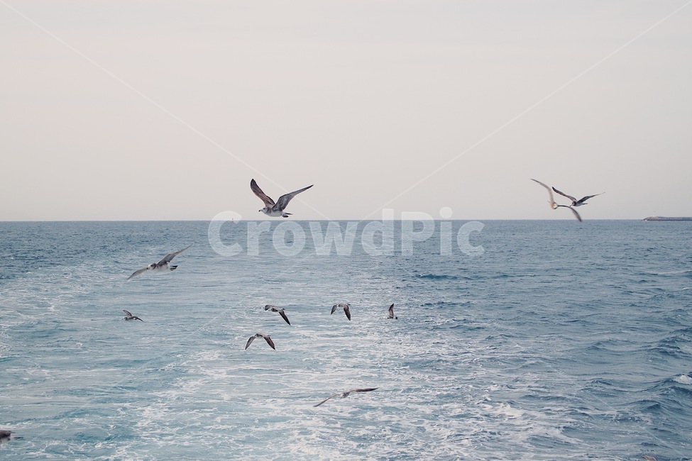 바다,자연,갈매기,새,하늘,동물,풍경,감성,동물,animal,조류,새,birds