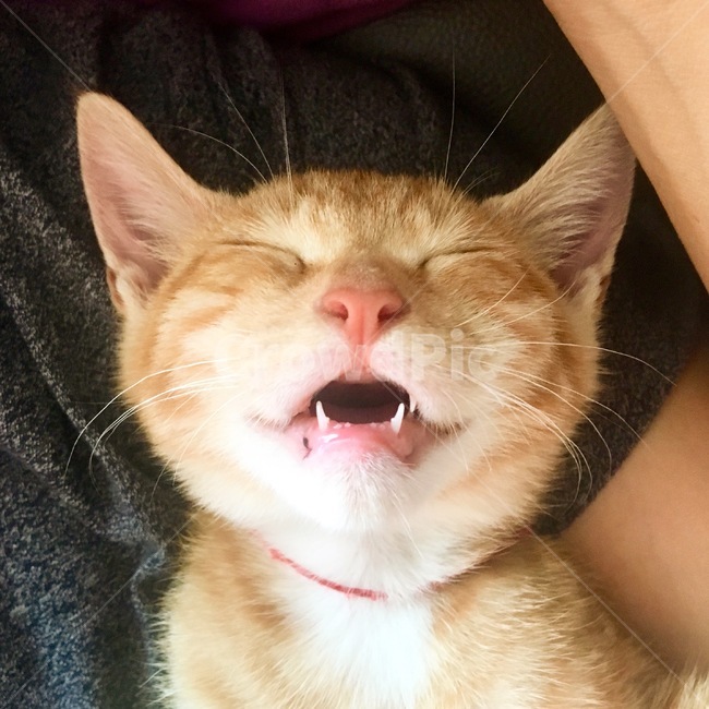 고양이,코숏,치즈코숏,코리아숏헤어,새끼고양이,아깽이,캣초딩,애기고양이,cat,반려묘,반려동물,동물,새끼,아기,애기,animal,동물,animal,포유류,mammal,고양이,cat,kitten,kitty
