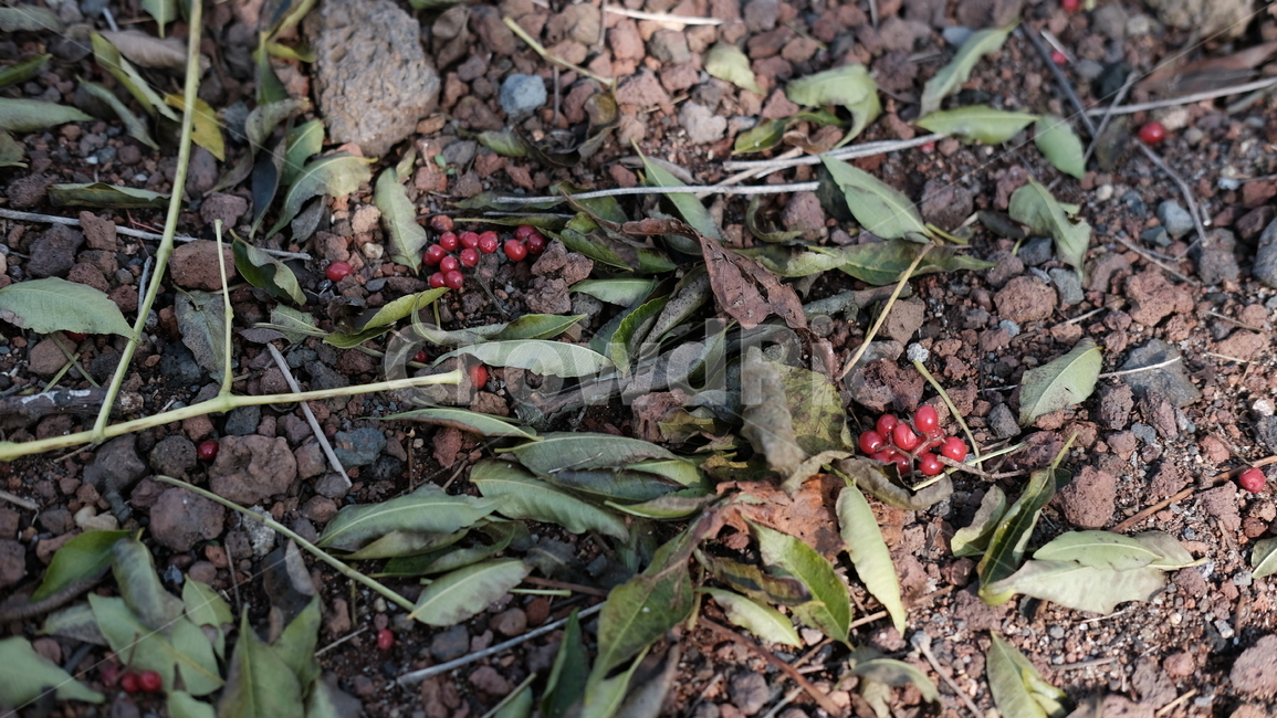 흙,바닥,잎,자연,숲,nature,forest,leaf,summer,fall,beauty,soil,floor