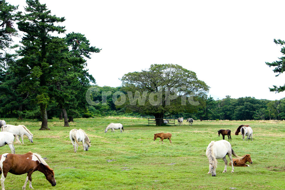nature,자연,grassland,목초지,cattle,옥외,outdoors,들,field,가축,animal,동물,cow,방목,grazing,포유류,mammal,말,말들,동물들,제주,제주도,horse,horses,동물,animal,포유류,mammal