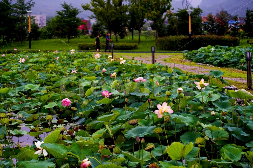 연꽃,꽃,식물,호수,자연,연잎,자연,풍경,nature,landscape,plant,blossom,flower,lily,백합