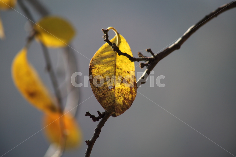 단풍,잎,식물,가을,redleaves,가을,계절,fall,autumn,season,veins,정맥