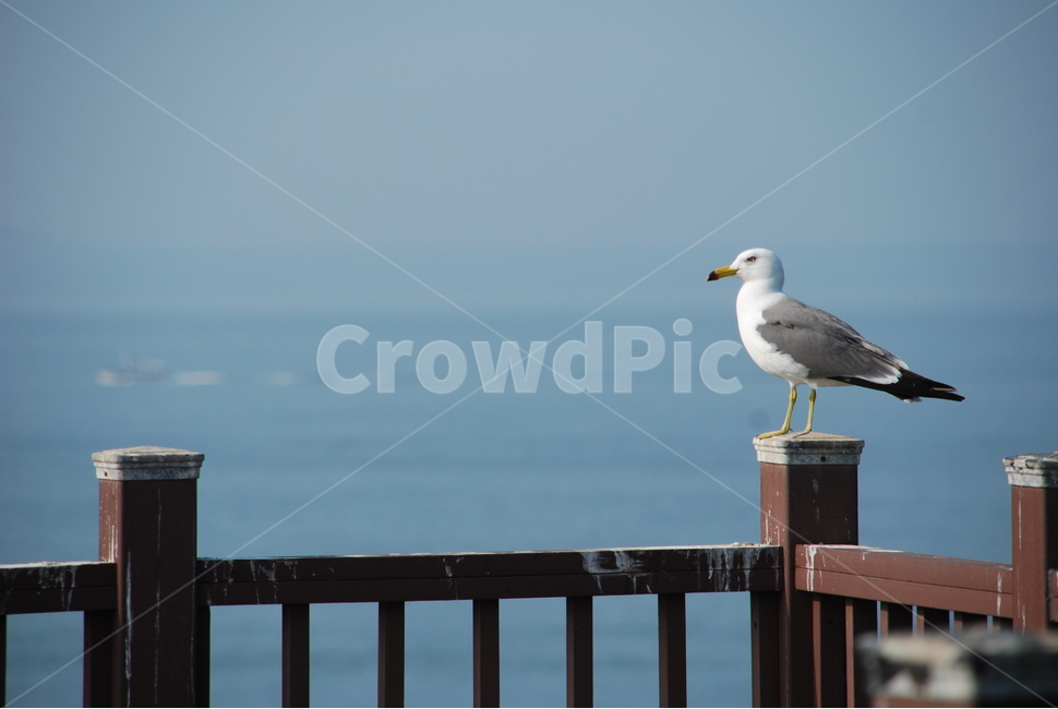 갈매기,바다,새,백령도,동물,동물,animal,조류,새,birds
