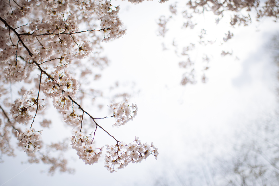 벚꽃,봄꽃,벚꽃나무,벚꽃길,벚꽃가지,봄,계절,spring,season,plant,식물,flower,꽃,blossom,cherry blossom