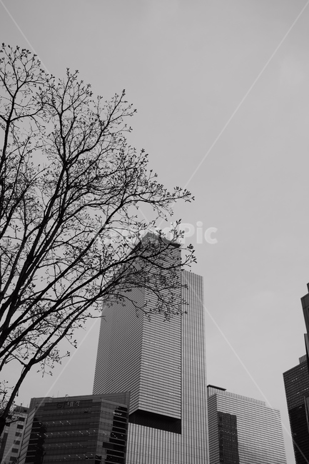 나무,건물,흑백사진,도심,추억,흑백,모노톤,monochrome,black and white