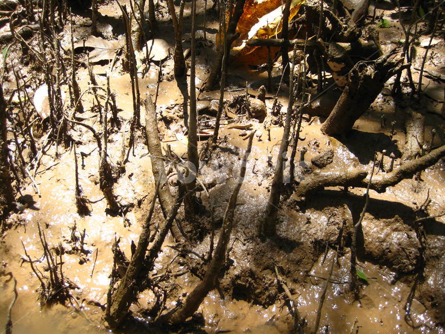 nature,mangrove,mud,river,muddy,자연,망그로브,맹그로브,진흙,뻘,갯벌