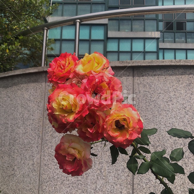 꽃,장미,식물,flower,rose